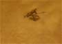 Diablo III