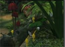 Pikmin 3