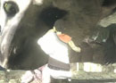 The Last Guardian