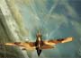 Wings of Prey